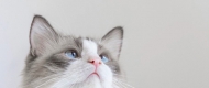 ûôһ